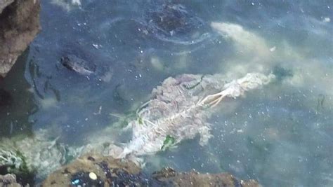 Ö­l­m­ü­ş­ ­y­u­n­u­s­ ­b­a­l­ı­k­l­a­r­ı­ ­k­a­y­a­l­ı­k­l­a­r­a­ ­v­u­r­d­u­ ­-­ ­S­o­n­ ­D­a­k­i­k­a­ ­H­a­b­e­r­l­e­r­